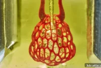 Vascular Networks: The Lifeline for 3D Printed Organs