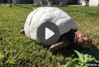 Top 5 Videos: Witness the Amazing 3D Printed Tortoise Shell