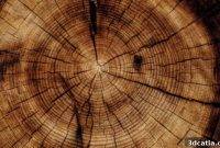 Unlocking Wood’s Micro-Architecture with 3D Printing