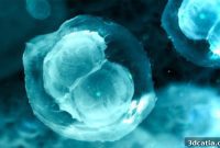 Bioprinted Ovaries A Fertility Breakthrough