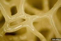 Bioprinted Materials Emulate Natural Tissues