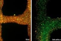 Oxygen-Releasing Bioink Boosts Bioprinting Capabilities