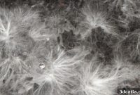 Mycelial Soundproofing