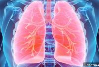 POSTECH Scientists Unveil Groundbreaking 3D-Printed Lung Model