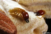 Termite Frass: A Sustainable Powder Feedstock for Additive Manufacturing