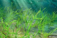 Bioink Breakthrough: Seaweed’s Ulvan Accelerates Wound Healing