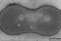 Stabilizer Residue in Inks Impairs Conductivity in 3D Printed Electronics