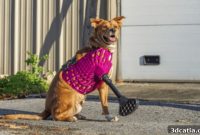 DiveDesign Empowers Animals with Life-Changing 3D Prosthetics