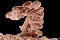 Harvard Engineers Microbial Ink for Living 3D Prints
