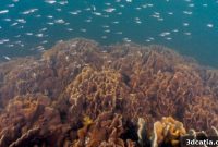 archiREEF Pioneers 3D Printing for Coral Reef Restoration