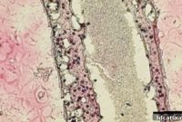 Revolutionary 3D Printing of Male Reproductive Cells