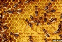 LACRIMA Foundation Crafts 3D Printed Wooden Beehives in Scotland