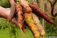 3D Scanning Revolutionizes French Carrot Harvesting
