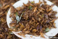 Can 3D Printed Insect Proteins Be the Answer to Global Food Crises
