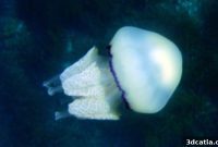 Wales Unlocks Bioprinting First with Ancient Jellyfish