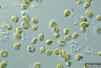 The Green Canvas: Algae & Light Painting the Future of Cultured Meat