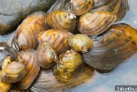 A 3D Future for Endangered Freshwater Mussels