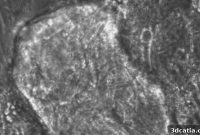 3D Bioprinting Creates Viable Muscle Tissue