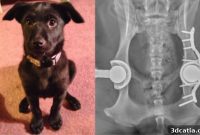 3D Printing Enhances Canine Hip Surgery