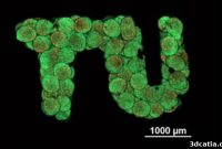 3D-Printed Cartilage: A New Frontier in Tissue Replacement