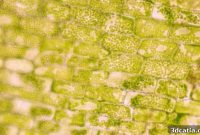 Plant Cells Drive Breakthrough in 3D Bioprinting