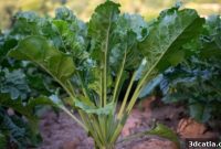 Unlocking Plant Phenotypes Using 3D Printed Beets