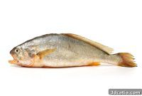 China Pioneers 3D Printed Fish Tissue