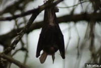 ORNL Pioneers 3D Printed Homes for Endangered Bats
