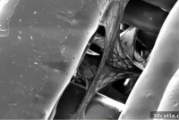 3D Printing Reveals Cancer Metastasis Pathways