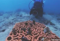 Abu Dhabi & Archireef Partner on 3D-Printed Coral Reef Restoration