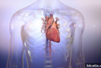 BIOLIFE4D Bio-Prints Functional Human Heart Tissue