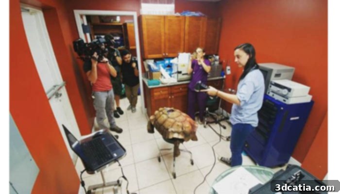 3DChimera 3D scanned a tortoise