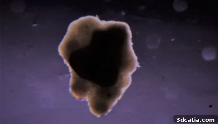 A droplet of bioink containing bovine cells for cultivated meat production