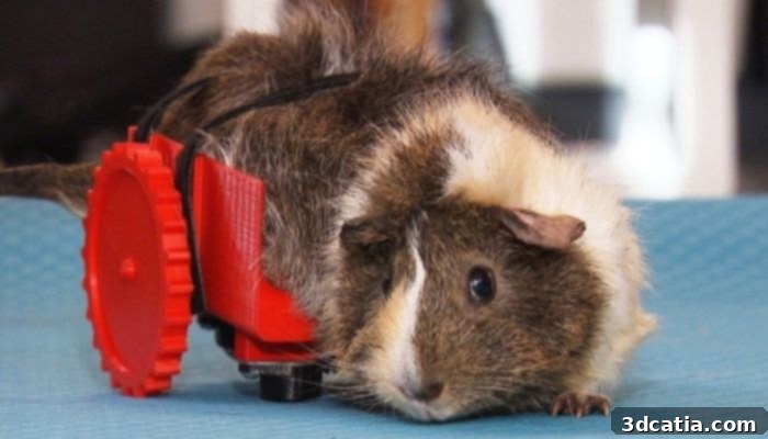 Alaska the guinea pig with her custom 3D printed wheelchair for mobility