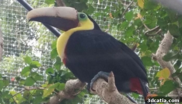 Grecia the toucan with her custom 3D printed beak by 3D Systems, a symbol against animal abuse