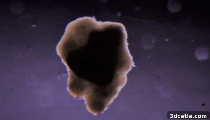 Bovine cells transformed into a 3D structural whole-muscle beef steak by Aleph Farms
