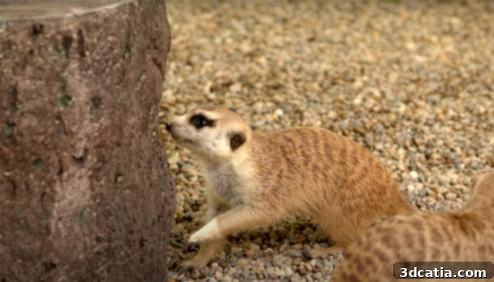 Meerkat feeding from a 3D printed log designed for natural foraging
