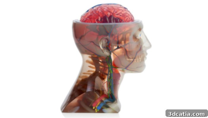 3D printed anatomical model of a heart