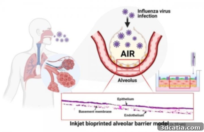 3D bioprinted lung model for respiratory disease research