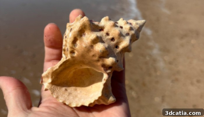 3D Printed Bursa Bulbo Seashell Decoration by marcoscirque
