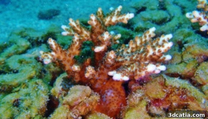archiREEF's commitment to global ecosystem restoration.