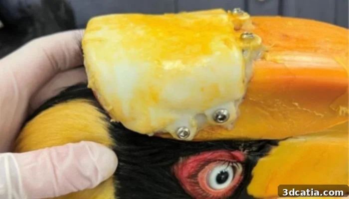 Prosthetic Beak after Surgery
