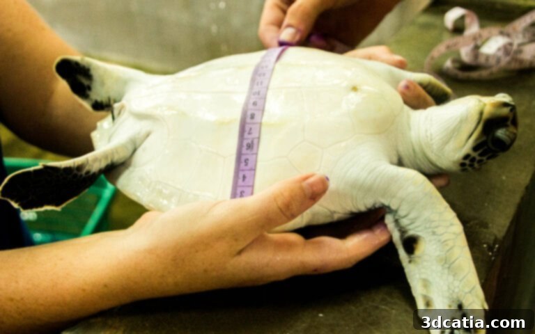 Illustration showing how to measure a turtle for a mobility aid.