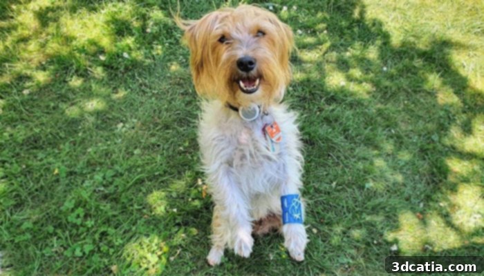 Think3DDD 3D printed animal orthotics