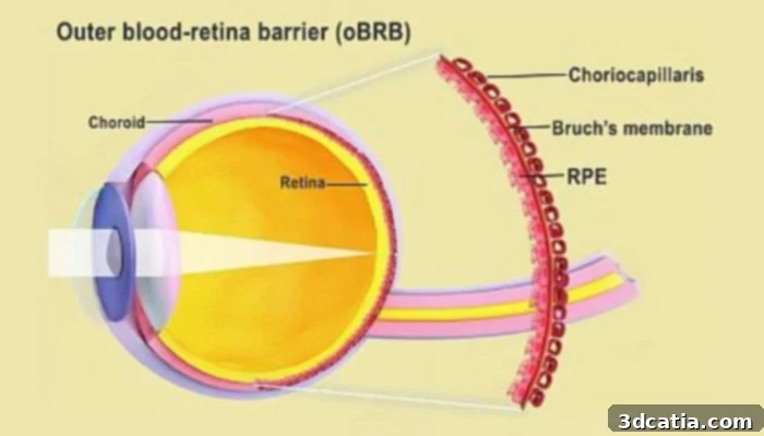 A diagram illustrating the structure and function of the outer blood-retina barrier in the human eye.