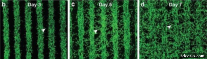 Time lapse images showing the growth and maturation of 3D bioprinted eye cells over several days.