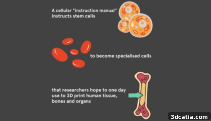 A cellular guidebook directing stem cells for 3D printing human tissue, bones, and organs.