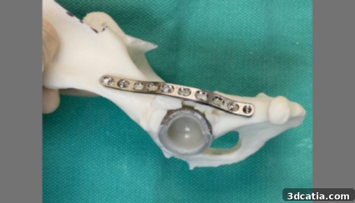 a 3D printed hip joint model 