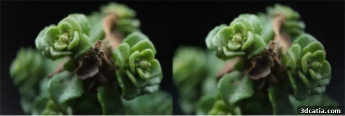 Example of stereoscopic macro photos for cross-eye viewing with 3D printed lens