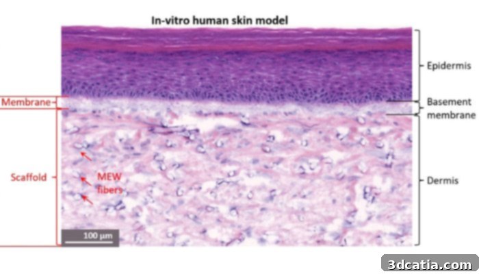 The two-layered artificial skin developed by L'Oréal and the University of Oregon